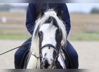 Cob Irlandese / Tinker / Gypsy Vanner, Castrone, 4 Anni, 125 cm, Pezzato