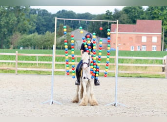 Cob Irlandese / Tinker / Gypsy Vanner, Castrone, 4 Anni, 125 cm, Pezzato