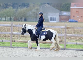 Cob Irlandese / Tinker / Gypsy Vanner, Castrone, 4 Anni, 125 cm, Pezzato