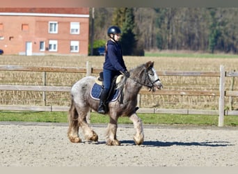 Cob Irlandese / Tinker / Gypsy Vanner, Castrone, 4 Anni, 127 cm, Roano blu