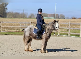 Cob Irlandese / Tinker / Gypsy Vanner, Castrone, 4 Anni, 127 cm, Roano blu