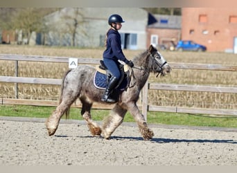 Cob Irlandese / Tinker / Gypsy Vanner, Castrone, 4 Anni, 127 cm, Roano blu