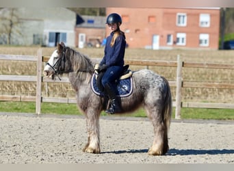 Cob Irlandese / Tinker / Gypsy Vanner, Castrone, 4 Anni, 127 cm, Roano blu