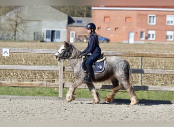 Cob Irlandese / Tinker / Gypsy Vanner, Castrone, 4 Anni, 127 cm, Roano blu