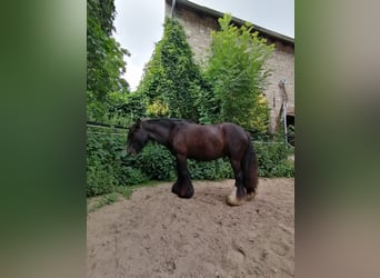 Cob Irlandese / Tinker / Gypsy Vanner, Castrone, 4 Anni, 130 cm, Baio scuro