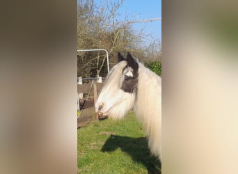 Cob Irlandese / Tinker / Gypsy Vanner, Castrone, 4 Anni, 130 cm, Pezzato