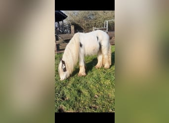 Cob Irlandese / Tinker / Gypsy Vanner, Castrone, 4 Anni, 130 cm, Pezzato