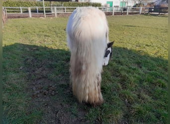 Cob Irlandese / Tinker / Gypsy Vanner, Castrone, 4 Anni, 130 cm, Pezzato