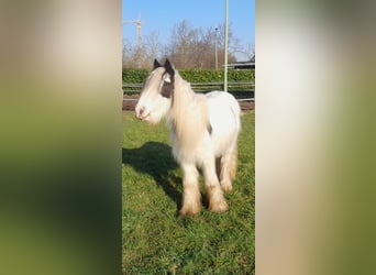 Cob Irlandese / Tinker / Gypsy Vanner, Castrone, 4 Anni, 130 cm, Pezzato