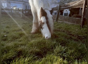 Cob Irlandese / Tinker / Gypsy Vanner, Castrone, 4 Anni, 130 cm, Pezzato