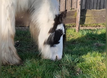 Cob Irlandese / Tinker / Gypsy Vanner, Castrone, 4 Anni, 130 cm, Pezzato