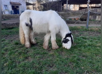 Cob Irlandese / Tinker / Gypsy Vanner, Castrone, 4 Anni, 130 cm, Pezzato