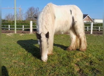 Cob Irlandese / Tinker / Gypsy Vanner, Castrone, 4 Anni, 130 cm, Pezzato