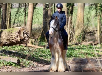 Cob Irlandese / Tinker / Gypsy Vanner, Castrone, 4 Anni, 130 cm, Roano rosso