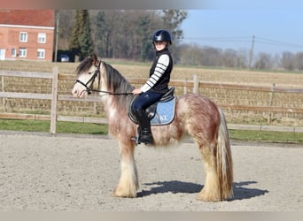 Cob Irlandese / Tinker / Gypsy Vanner, Castrone, 4 Anni, 130 cm, Roano rosso