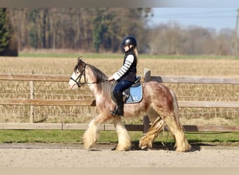 Cob Irlandese / Tinker / Gypsy Vanner, Castrone, 4 Anni, 130 cm, Roano rosso