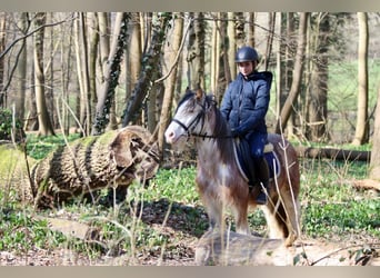 Cob Irlandese / Tinker / Gypsy Vanner, Castrone, 4 Anni, 130 cm, Roano rosso