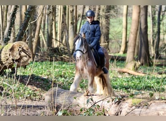 Cob Irlandese / Tinker / Gypsy Vanner, Castrone, 4 Anni, 130 cm, Roano rosso