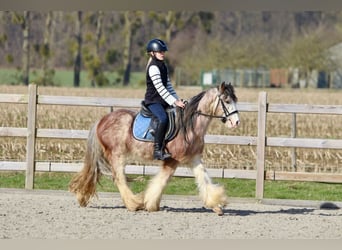 Cob Irlandese / Tinker / Gypsy Vanner, Castrone, 4 Anni, 130 cm, Roano rosso