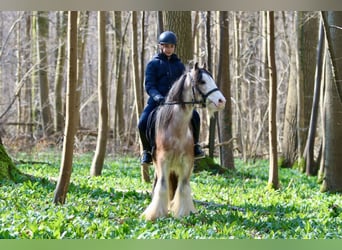 Cob Irlandese / Tinker / Gypsy Vanner, Castrone, 4 Anni, 130 cm, Roano rosso