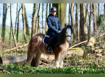 Cob Irlandese / Tinker / Gypsy Vanner, Castrone, 4 Anni, 130 cm, Roano rosso