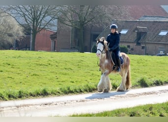 Cob Irlandese / Tinker / Gypsy Vanner, Castrone, 4 Anni, 130 cm, Roano rosso