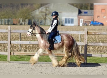 Cob Irlandese / Tinker / Gypsy Vanner, Castrone, 4 Anni, 130 cm, Roano rosso