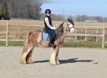 Cob Irlandese / Tinker / Gypsy Vanner, Castrone, 4 Anni, 130 cm, Roano rosso