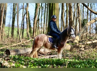 Cob Irlandese / Tinker / Gypsy Vanner, Castrone, 4 Anni, 130 cm, Roano rosso