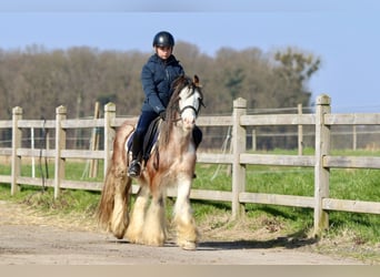 Cob Irlandese / Tinker / Gypsy Vanner, Castrone, 4 Anni, 130 cm, Roano rosso