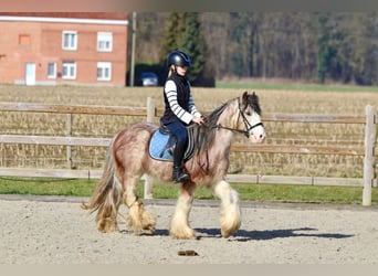 Cob Irlandese / Tinker / Gypsy Vanner, Castrone, 4 Anni, 130 cm, Roano rosso