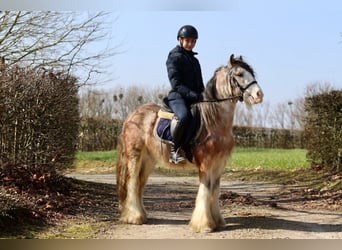 Cob Irlandese / Tinker / Gypsy Vanner, Castrone, 4 Anni, 130 cm, Roano rosso