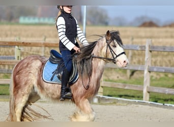 Cob Irlandese / Tinker / Gypsy Vanner, Castrone, 4 Anni, 130 cm, Roano rosso