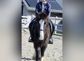 Cob Irlandese / Tinker / Gypsy Vanner, Castrone, 4 Anni, 135 cm, Morello