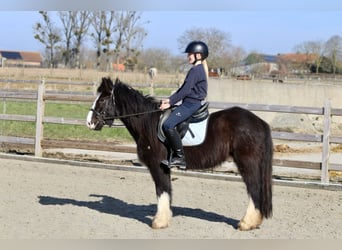 Cob Irlandese / Tinker / Gypsy Vanner, Castrone, 4 Anni, 135 cm, Morello