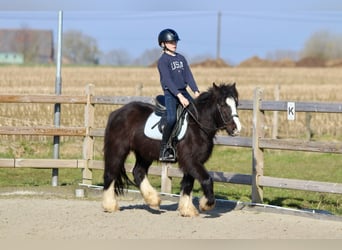 Cob Irlandese / Tinker / Gypsy Vanner, Castrone, 4 Anni, 135 cm, Morello