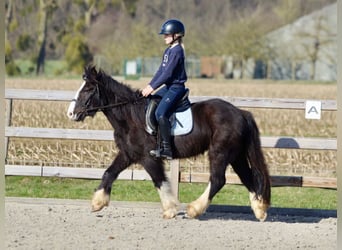 Cob Irlandese / Tinker / Gypsy Vanner, Castrone, 4 Anni, 135 cm, Morello