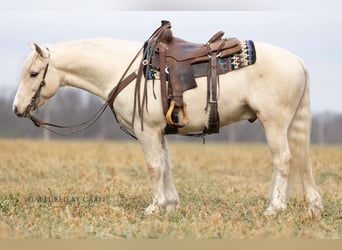 Cob Irlandese / Tinker / Gypsy Vanner Mix, Castrone, 4 Anni, 135 cm, Palomino