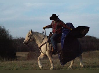 Cob Irlandese / Tinker / Gypsy Vanner Mix, Castrone, 4 Anni, 135 cm, Palomino