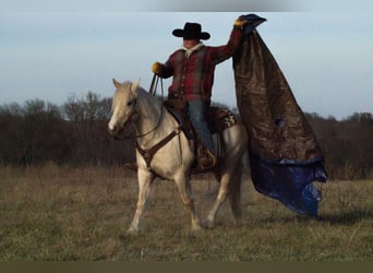 Cob Irlandese / Tinker / Gypsy Vanner Mix, Castrone, 4 Anni, 135 cm, Palomino