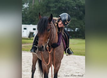 Cob Irlandese / Tinker / Gypsy Vanner Mix, Castrone, 4 Anni, 137 cm, Baio roano