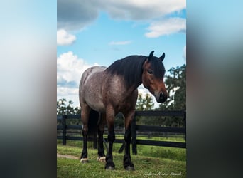 Cob Irlandese / Tinker / Gypsy Vanner Mix, Castrone, 4 Anni, 137 cm, Baio roano