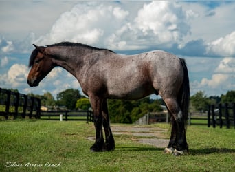 Cob Irlandese / Tinker / Gypsy Vanner Mix, Castrone, 4 Anni, 137 cm, Baio roano