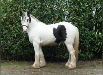 Cob Irlandese / Tinker / Gypsy Vanner, Castrone, 4 Anni, 137 cm, Pezzato