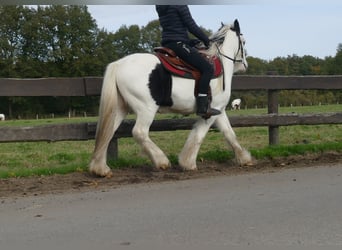 Cob Irlandese / Tinker / Gypsy Vanner, Castrone, 4 Anni, 137 cm, Pezzato