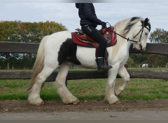 Cob Irlandese / Tinker / Gypsy Vanner, Castrone, 4 Anni, 137 cm, Pezzato