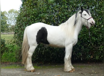 Cob Irlandese / Tinker / Gypsy Vanner, Castrone, 4 Anni, 137 cm, Pezzato