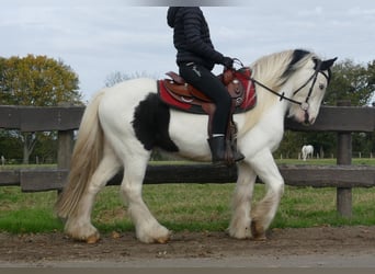 Cob Irlandese / Tinker / Gypsy Vanner, Castrone, 4 Anni, 137 cm, Pezzato