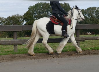 Cob Irlandese / Tinker / Gypsy Vanner, Castrone, 4 Anni, 137 cm, Pezzato