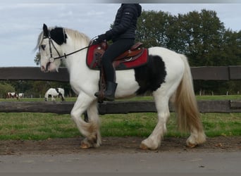 Cob Irlandese / Tinker / Gypsy Vanner, Castrone, 4 Anni, 137 cm, Pezzato